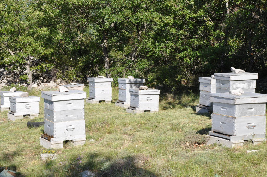 apiculture